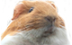 :dzidzia: