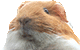 dzidzia.gif