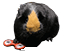 gruniospinner.gif