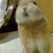 [Obrazek: 1w66Q4k.gif]